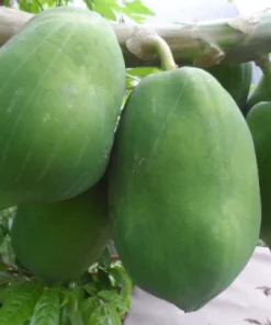 15 Papaya Seeds for Planting – Sweet Puerto Rico Variety Fruit Tree Seeds - Image 1