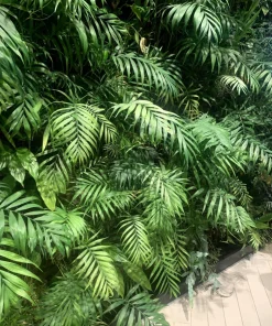 15 Parlor Palm Seeds - Neanthe Bella Chamaedorea Elegans - Indoor Houseplant - Image 10