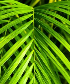 15 Parlor Palm Seeds - Neanthe Bella Chamaedorea Elegans - Indoor Houseplant - Image 2
