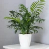 15 Parlor Palm Seeds - Neanthe Bella Chamaedorea Elegans - Indoor Houseplant - Image 1
