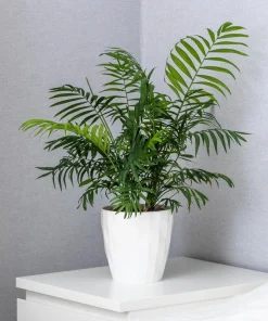 15 Parlor Palm Seeds - Neanthe Bella Chamaedorea Elegans - Indoor Houseplant - Image 1