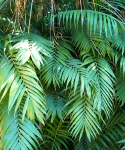 15 Parlor Palm Seeds - Neanthe Bella Chamaedorea Elegans - Indoor Houseplant - Image 3