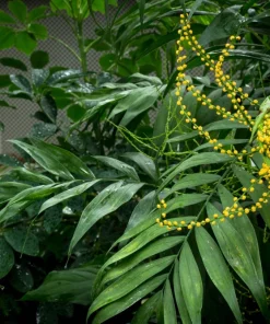 15 Parlor Palm Seeds - Neanthe Bella Chamaedorea Elegans - Indoor Houseplant - Image 4