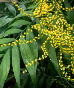 15 Parlor Palm Seeds - Neanthe Bella Chamaedorea Elegans - Indoor Houseplant - Image 5