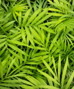 15 Parlor Palm Seeds - Neanthe Bella Chamaedorea Elegans - Indoor Houseplant - Image 6