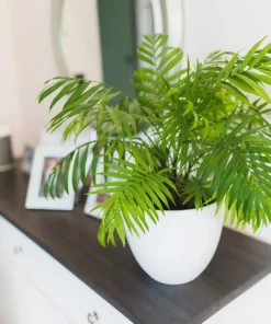 15 Parlor Palm Seeds - Neanthe Bella Chamaedorea Elegans - Indoor Houseplant - Image 7