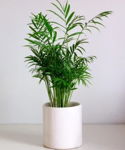 15 Parlor Palm Seeds - Neanthe Bella Chamaedorea Elegans - Indoor Houseplant - Image 8