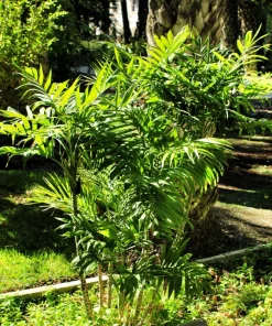 15 Parlor Palm Seeds - Neanthe Bella Chamaedorea Elegans - Indoor Houseplant - Image 9