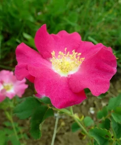 15 Prairie Rose Seeds - Bright Pink Arkansas Rosa Arkansana Flower Seeds - Image 2
