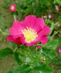 15 Prairie Rose Seeds - Bright Pink Arkansas Rosa Arkansana Flower Seeds - Image 3