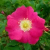 15 Prairie Rose Seeds - Bright Pink Arkansas Rosa Arkansana Flower Seeds - Image 1