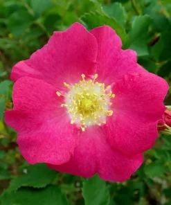 15 Prairie Rose Seeds - Bright Pink Arkansas Rosa Arkansana Flower Seeds - Image 1