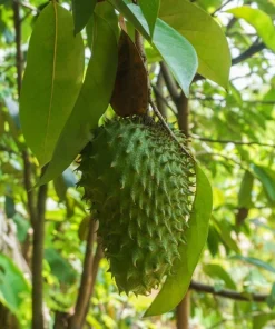 15 Soursop Seeds for Planting – Annona muricata Tropical Exotic Fruit Tree Seeds, Easy to Grow, Rare Garden Plant - Image 2