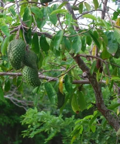 15 Soursop Seeds for Planting – Annona muricata Tropical Exotic Fruit Tree Seeds, Easy to Grow, Rare Garden Plant - Image 3