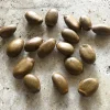 15 Soursop Seeds for Planting – Annona muricata Tropical Exotic Fruit Tree Seeds, Easy to Grow, Rare Garden Plant - Image 1