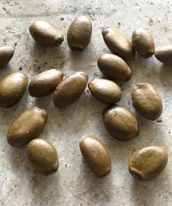15 Soursop Seeds for Planting – Annona muricata Tropical Exotic Fruit Tree Seeds, Easy to Grow, Rare Garden Plant - Image 1