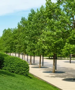 15 Tulip Poplar Tree Seeds - Yellow Flowers, Liriodendron Tulipifera - Image 10