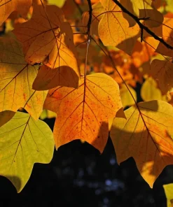 15 Tulip Poplar Tree Seeds - Yellow Flowers, Liriodendron Tulipifera - Image 11