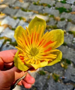 15 Tulip Poplar Tree Seeds - Yellow Flowers, Liriodendron Tulipifera - Image 12