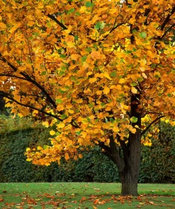 15 Tulip Poplar Tree Seeds - Yellow Flowers, Liriodendron Tulipifera - Image 13
