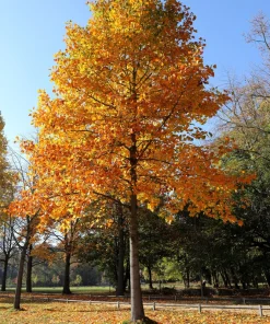 15 Tulip Poplar Tree Seeds - Yellow Flowers, Liriodendron Tulipifera - Image 2