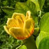 15 Tulip Poplar Tree Seeds - Yellow Flowers, Liriodendron Tulipifera - Image 1