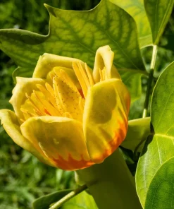 15 Tulip Poplar Tree Seeds - Yellow Flowers, Liriodendron Tulipifera - Image 1