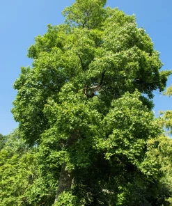 15 Tulip Poplar Tree Seeds - Yellow Flowers, Liriodendron Tulipifera - Image 3