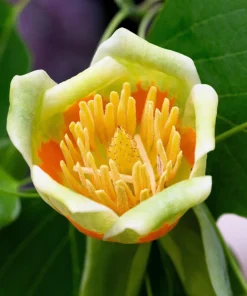 15 Tulip Poplar Tree Seeds - Yellow Flowers, Liriodendron Tulipifera - Image 4