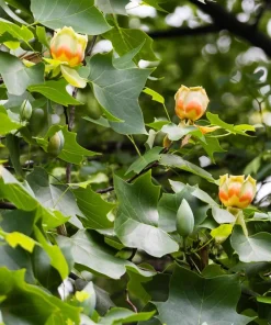 15 Tulip Poplar Tree Seeds - Yellow Flowers, Liriodendron Tulipifera - Image 5