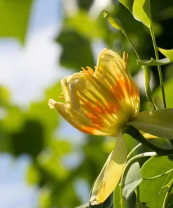 15 Tulip Poplar Tree Seeds - Yellow Flowers, Liriodendron Tulipifera - Image 6