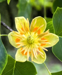 15 Tulip Poplar Tree Seeds - Yellow Flowers, Liriodendron Tulipifera - Image 7