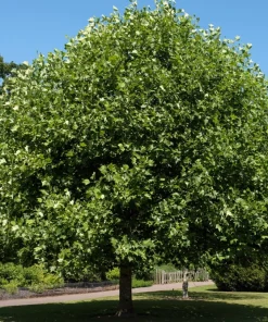 15 Tulip Poplar Tree Seeds - Yellow Flowers, Liriodendron Tulipifera - Image 8