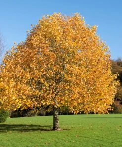 15 Tulip Poplar Tree Seeds - Yellow Flowers, Liriodendron Tulipifera - Image 9