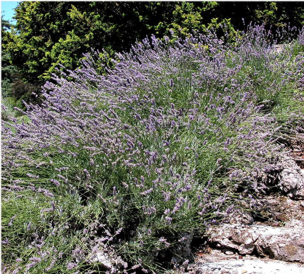 150 Portuguese Spike Lavender Seeds - Lavandula latifolia - Fragrant Blue-Purple Flowers - Image 10
