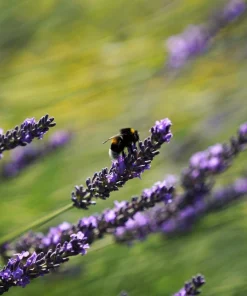 150 Portuguese Spike Lavender Seeds - Lavandula latifolia - Fragrant Blue-Purple Flowers - Image 2