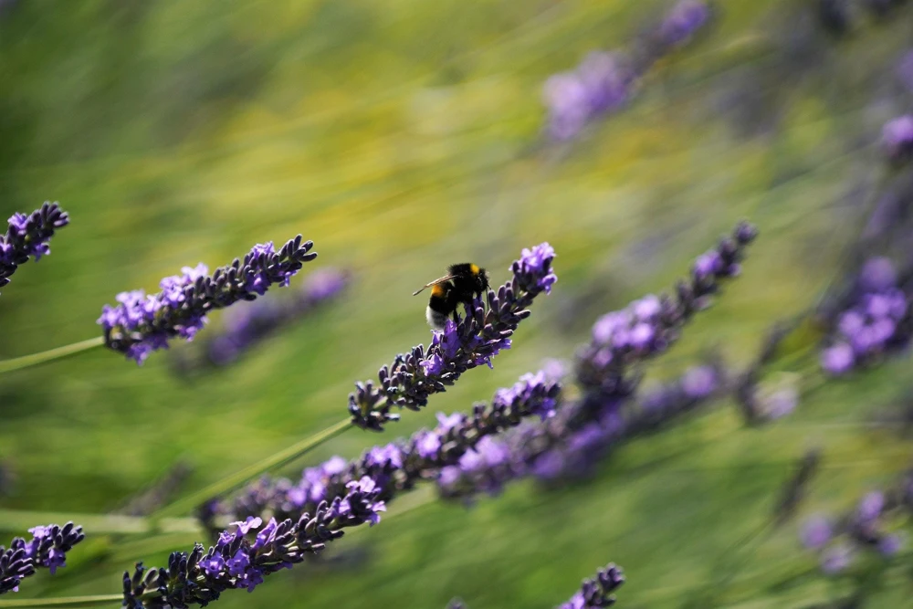 150 Portuguese Spike Lavender Seeds - Lavandula latifolia - Fragrant Blue-Purple Flowers - Image 2