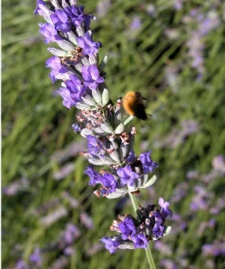 150 Portuguese Spike Lavender Seeds - Lavandula latifolia - Fragrant Blue-Purple Flowers - Image 3