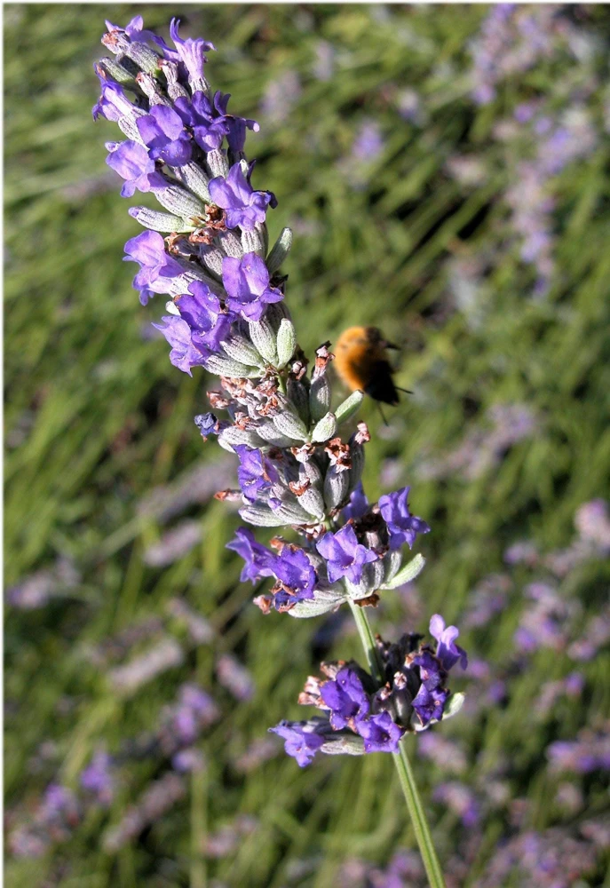 150 Portuguese Spike Lavender Seeds - Lavandula latifolia - Fragrant Blue-Purple Flowers - Image 3