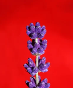 150 Portuguese Spike Lavender Seeds - Lavandula latifolia - Fragrant Blue-Purple Flowers - Image 4