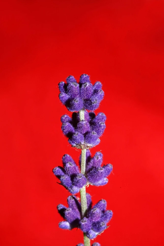 150 Portuguese Spike Lavender Seeds - Lavandula latifolia - Fragrant Blue-Purple Flowers - Image 4
