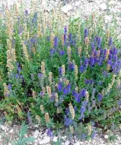 150 Portuguese Spike Lavender Seeds - Lavandula latifolia - Fragrant Blue-Purple Flowers - Image 5