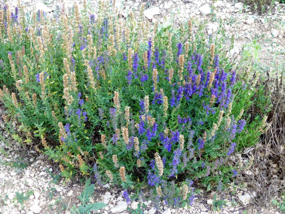 150 Portuguese Spike Lavender Seeds - Lavandula latifolia - Fragrant Blue-Purple Flowers - Image 5