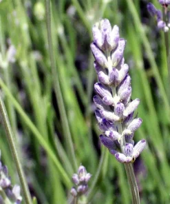 150 Portuguese Spike Lavender Seeds - Lavandula latifolia - Fragrant Blue-Purple Flowers - Image 6
