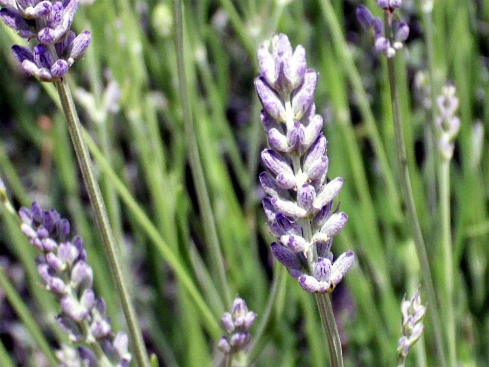 150 Portuguese Spike Lavender Seeds - Lavandula latifolia - Fragrant Blue-Purple Flowers - Image 6
