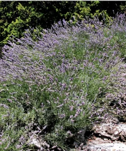 150 Portuguese Spike Lavender Seeds - Lavandula latifolia - Fragrant Blue-Purple Flowers - Image 7