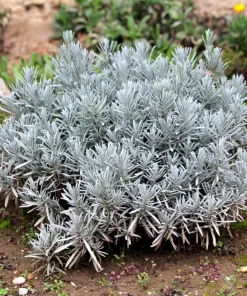 150 Portuguese Spike Lavender Seeds - Lavandula latifolia - Fragrant Blue-Purple Flowers - Image 8