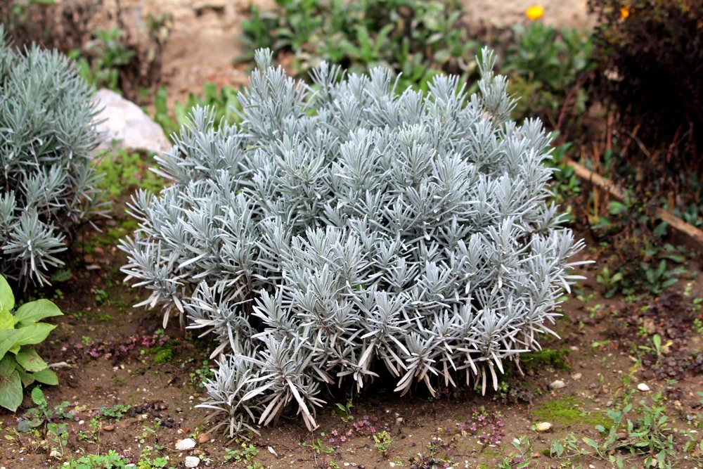 150 Portuguese Spike Lavender Seeds - Lavandula latifolia - Fragrant Blue-Purple Flowers - Image 8