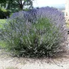150 Portuguese Spike Lavender Seeds - Lavandula latifolia - Fragrant Blue-Purple Flowers - Image 1