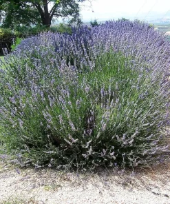 150 Portuguese Spike Lavender Seeds - Lavandula latifolia - Fragrant Blue-Purple Flowers - Image 1